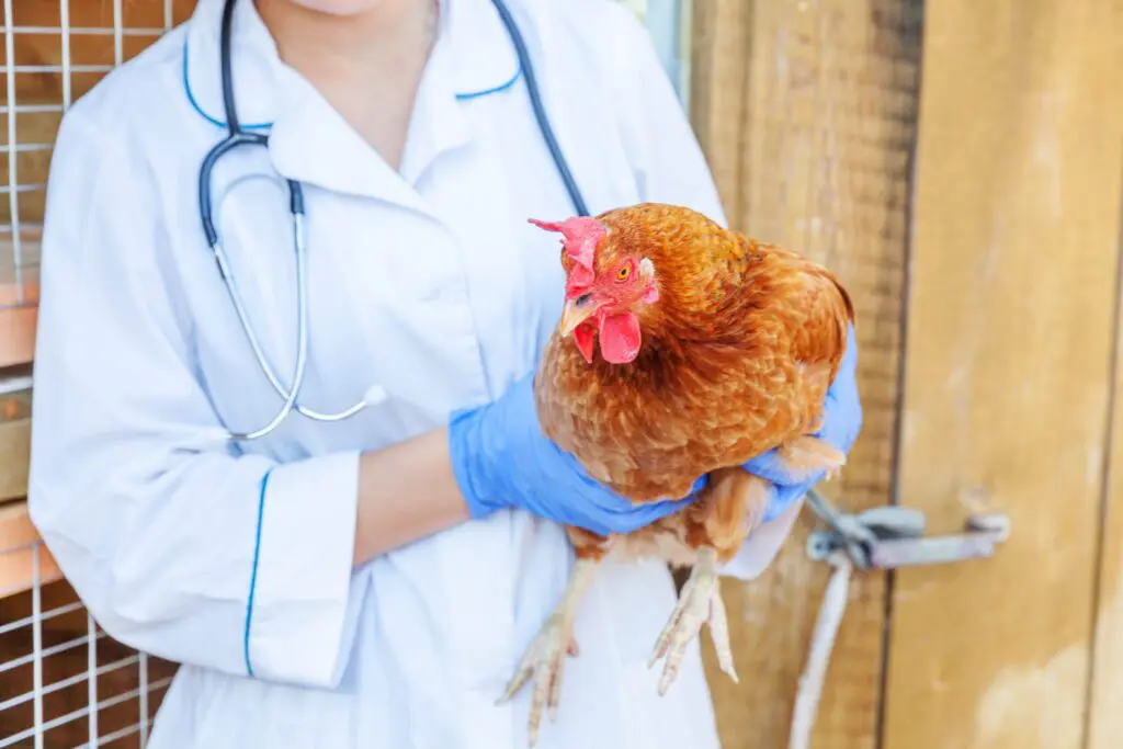 Lakukan 5 Langkah Penting Ini Untuk Mengobati Ayam yang Sakit