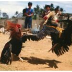 Ayam Bangkok