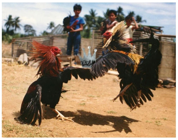 Ayam Bangkok