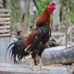 Cara Merapikan Bulu Ayam Jantan Agar Lebih Rapi