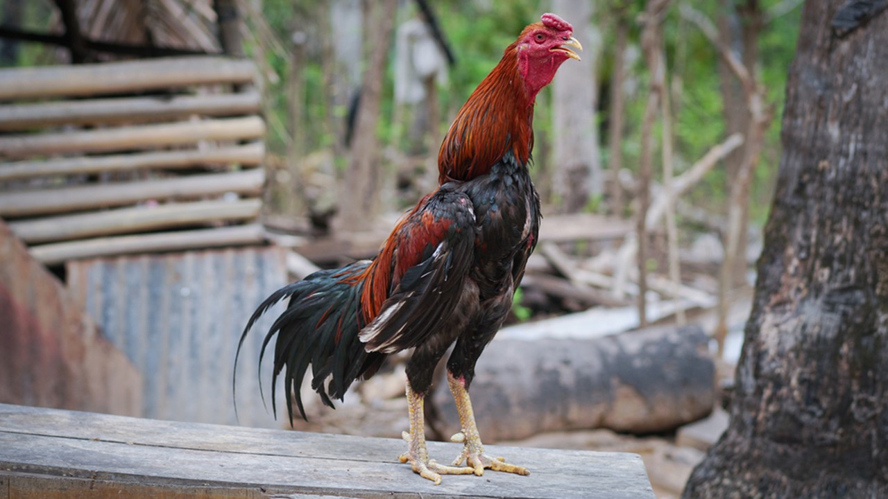 Cara Merapikan Bulu Ayam Jantan Agar Lebih Rapi