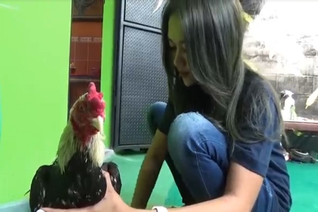 perawatan ayam jantan