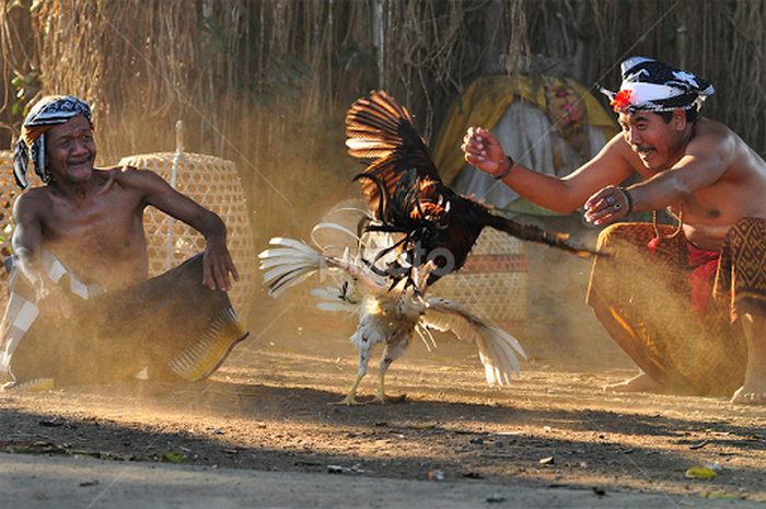 sabung ayam bali