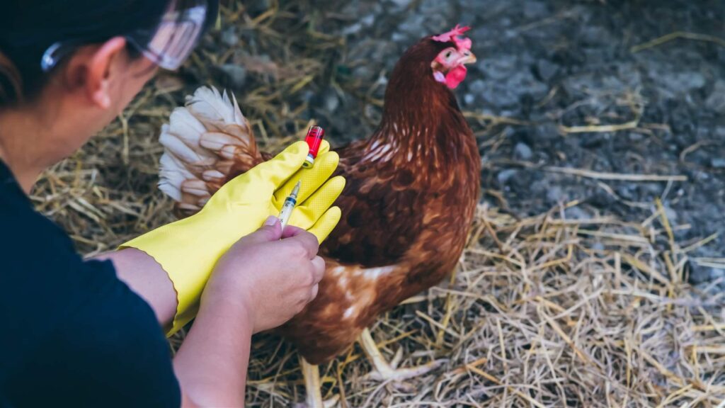 Vaksin Ayam Sangat Penting Untuk Kualitas Dan Kesehatan