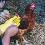 Vaksin Ayam Sangat Penting Untuk Kualitas Dan Kesehatan