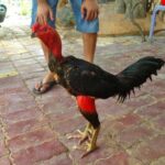 Pesona Cantik Dan Kesadisan Gaya Bertarung Ayam Saigon