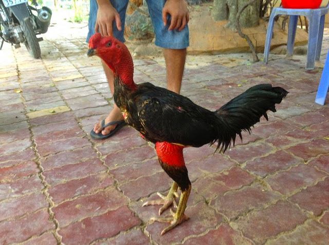 Pesona Cantik Dan Kesadisan Gaya Bertarung Ayam Saigon