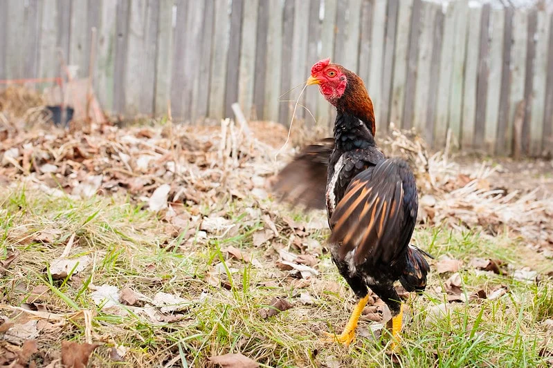 Ayam Shamo Profil Karakter Ayam Petarung Asli Dari Jepang