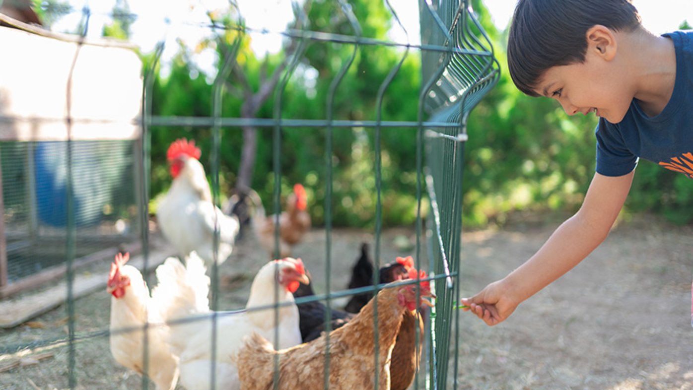 Cara Melatih Ayam Agar Datang Saat Anda Memanggil