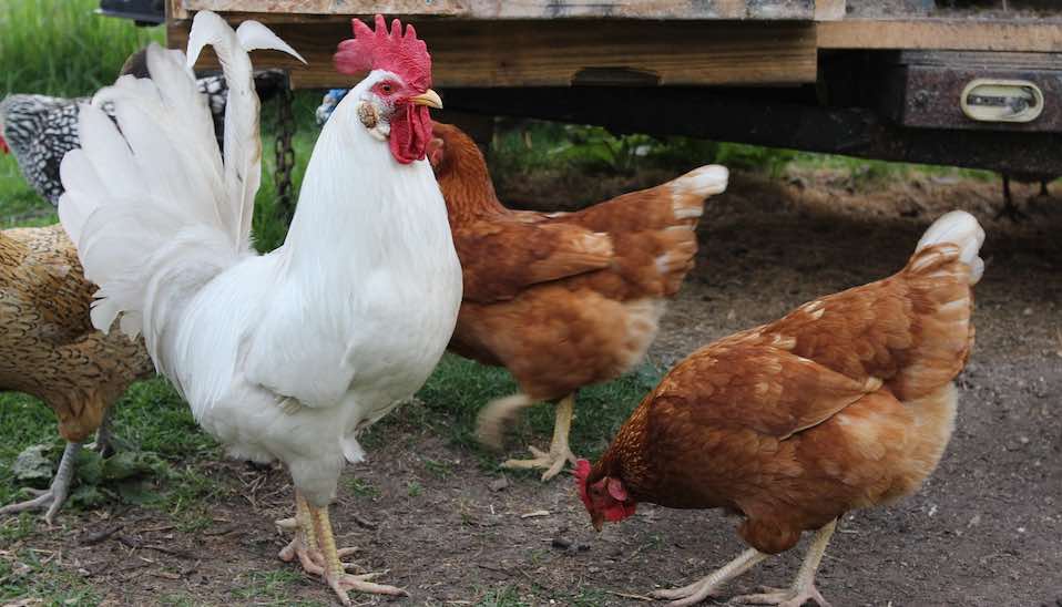 Jamu dan Tanaman Obat Alami Terbaik Untuk Ayam Anda