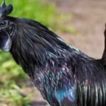 ayam cemani