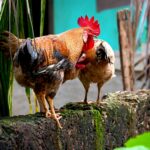 Ini Dia Latihan Ayam Bangkok Agar Bisa Maksimal Lompatan Maut