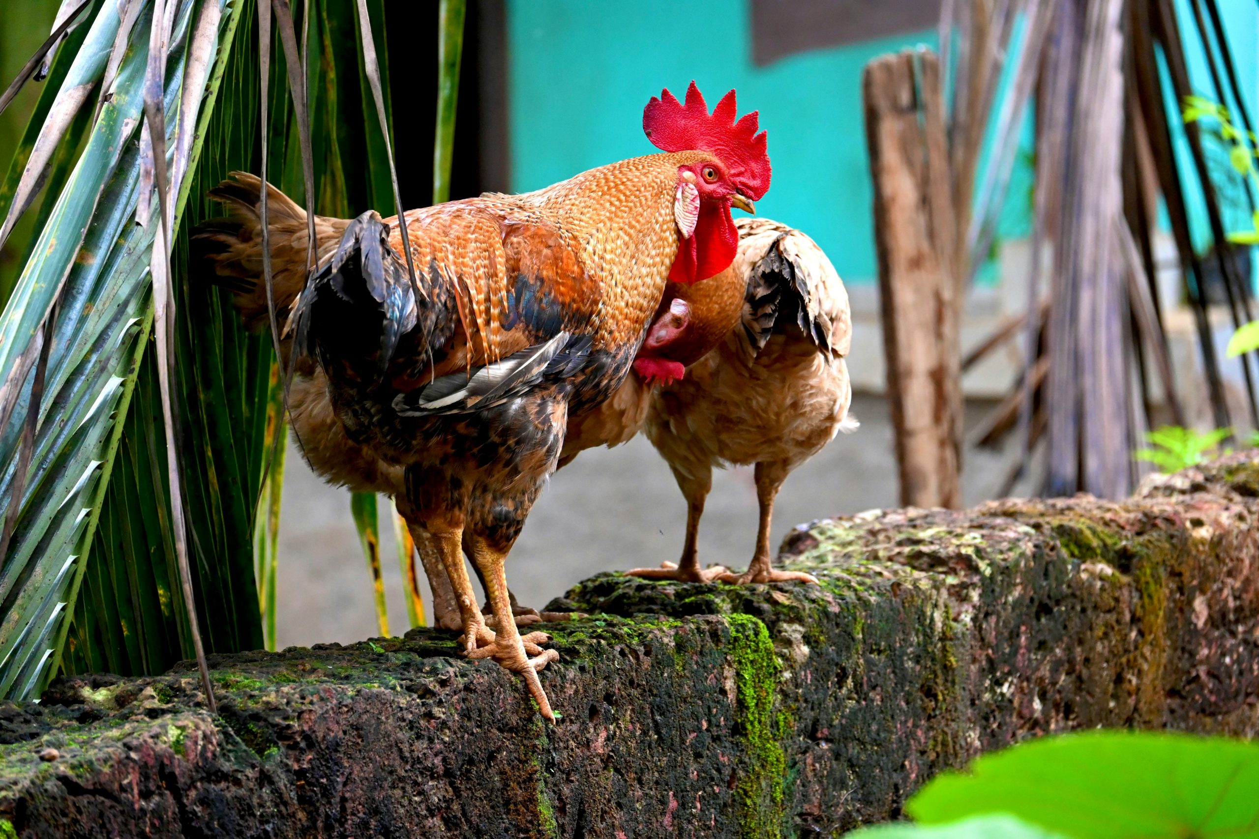 Ini Dia Latihan Ayam Bangkok Agar Bisa Maksimal Lompatan Maut