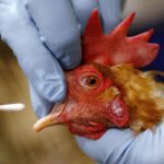 Cegah Flu Burung Menyerang Ke Kandang Ayam Kalian