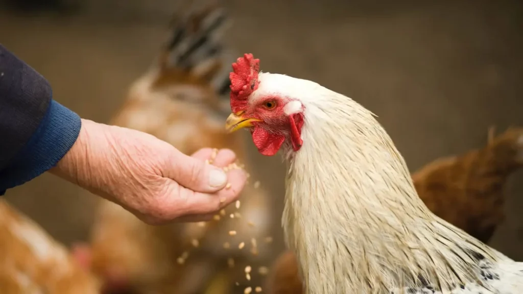 Pentingnya Menggunakan Pakan Ayam Yang Seimbang