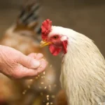 Pentingnya Menggunakan Pakan Ayam Yang Seimbang