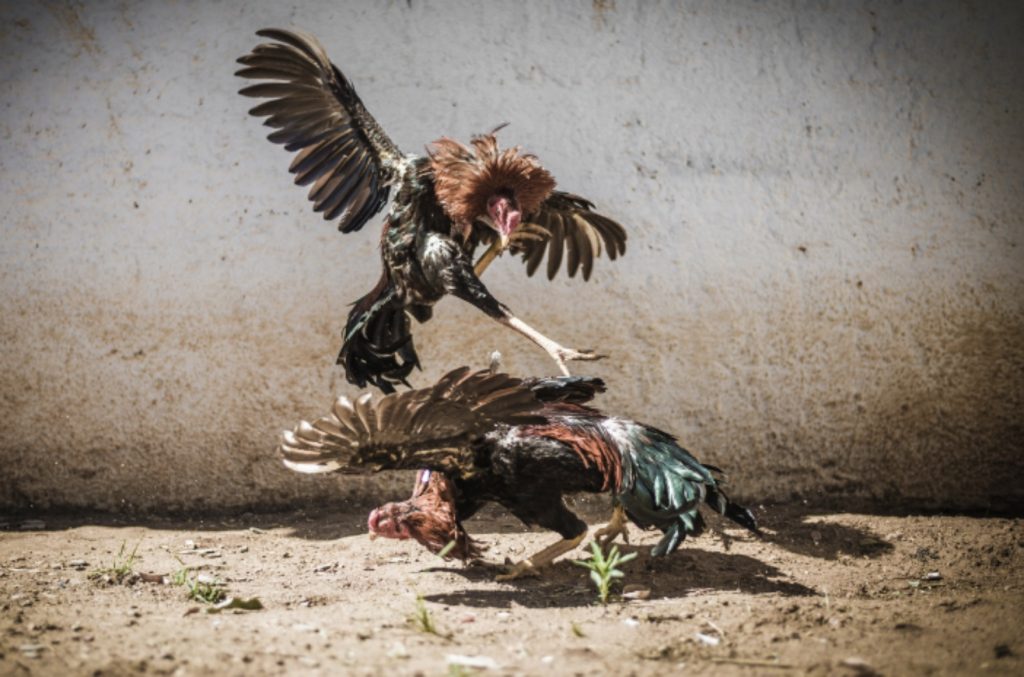 Kegunaan Madu Untuk Ayam Jago Sebelum Bertanding