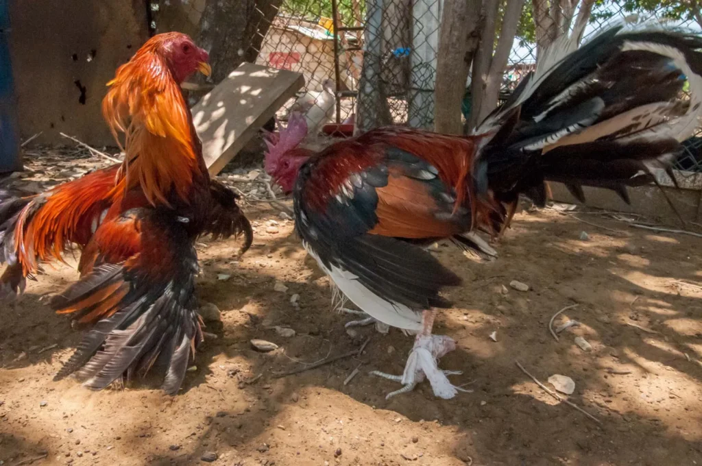 Daftar Ras Ayam Aduan Yang Populer Di Dunia Sabung Ayam