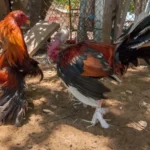 Daftar Ras Ayam Aduan Yang Populer Di Dunia Sabung Ayam