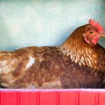 Cara Mengurangi Stres Ayam Jago & Meningkatkan Kualitas Ayam