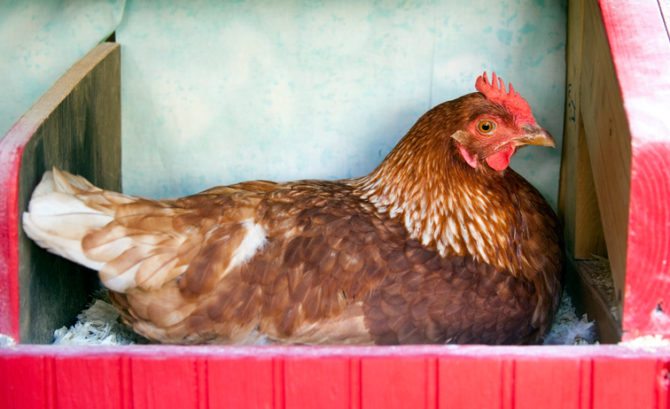 Cara Mengurangi Stres Ayam Jago & Meningkatkan Kualitas Ayam