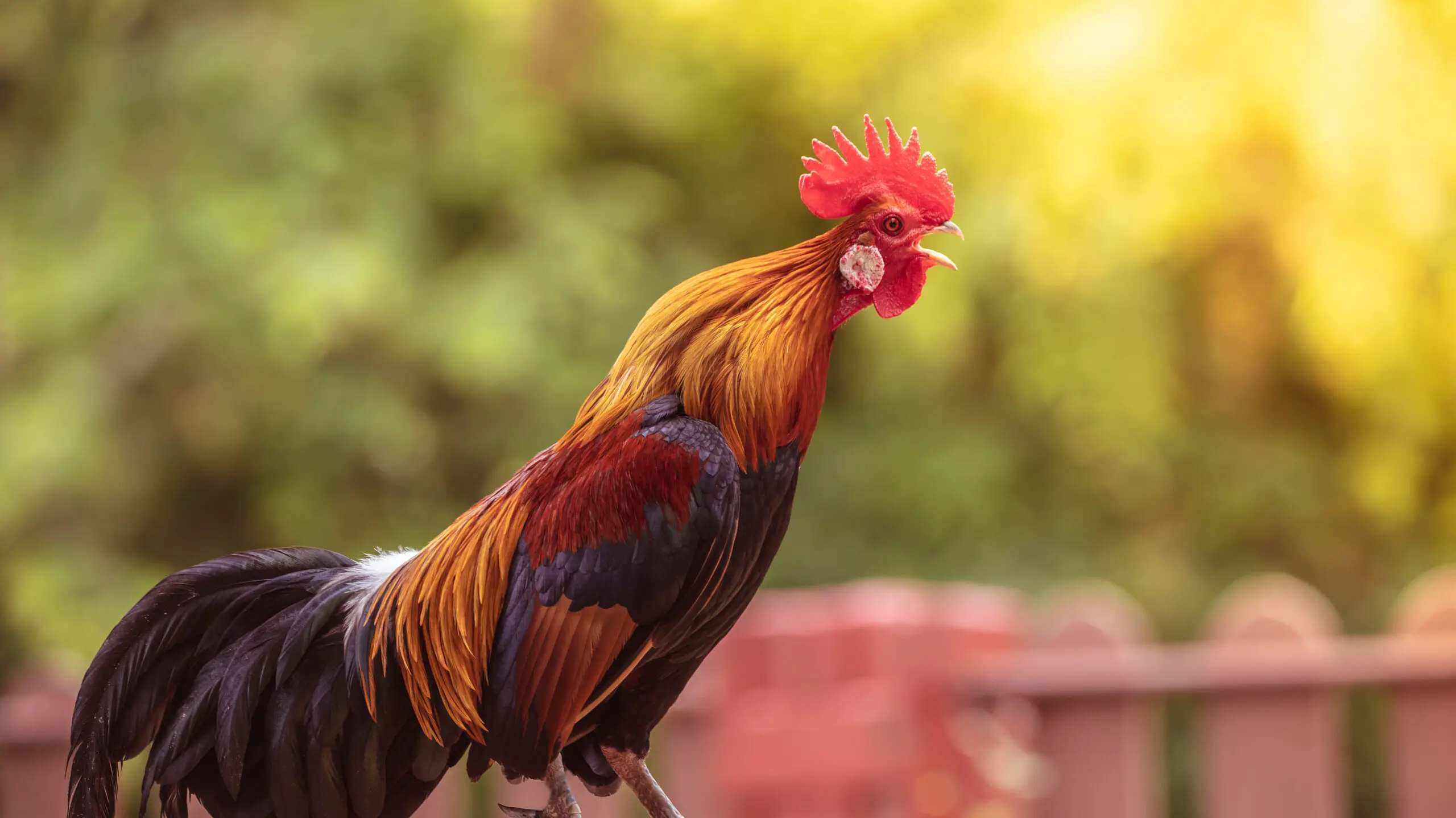 Pertolongan Pertama Dan Perawatan Ayam Yang Terluka