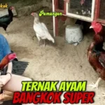 Tips Ampuh Dan Cara Untuk Budidaya Ayam Bangkok