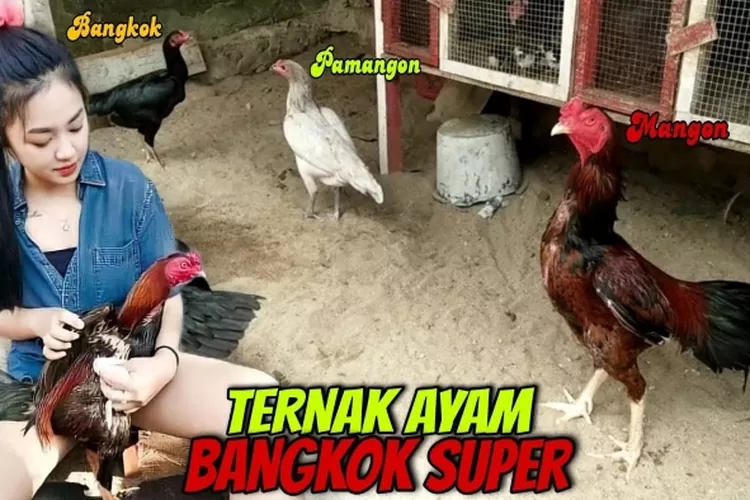 Tips Ampuh Dan Cara Untuk Budidaya Ayam Bangkok