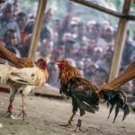 Begini Cara Aman Untuk Pisahkan Ayam Aduan Saat Bertarung