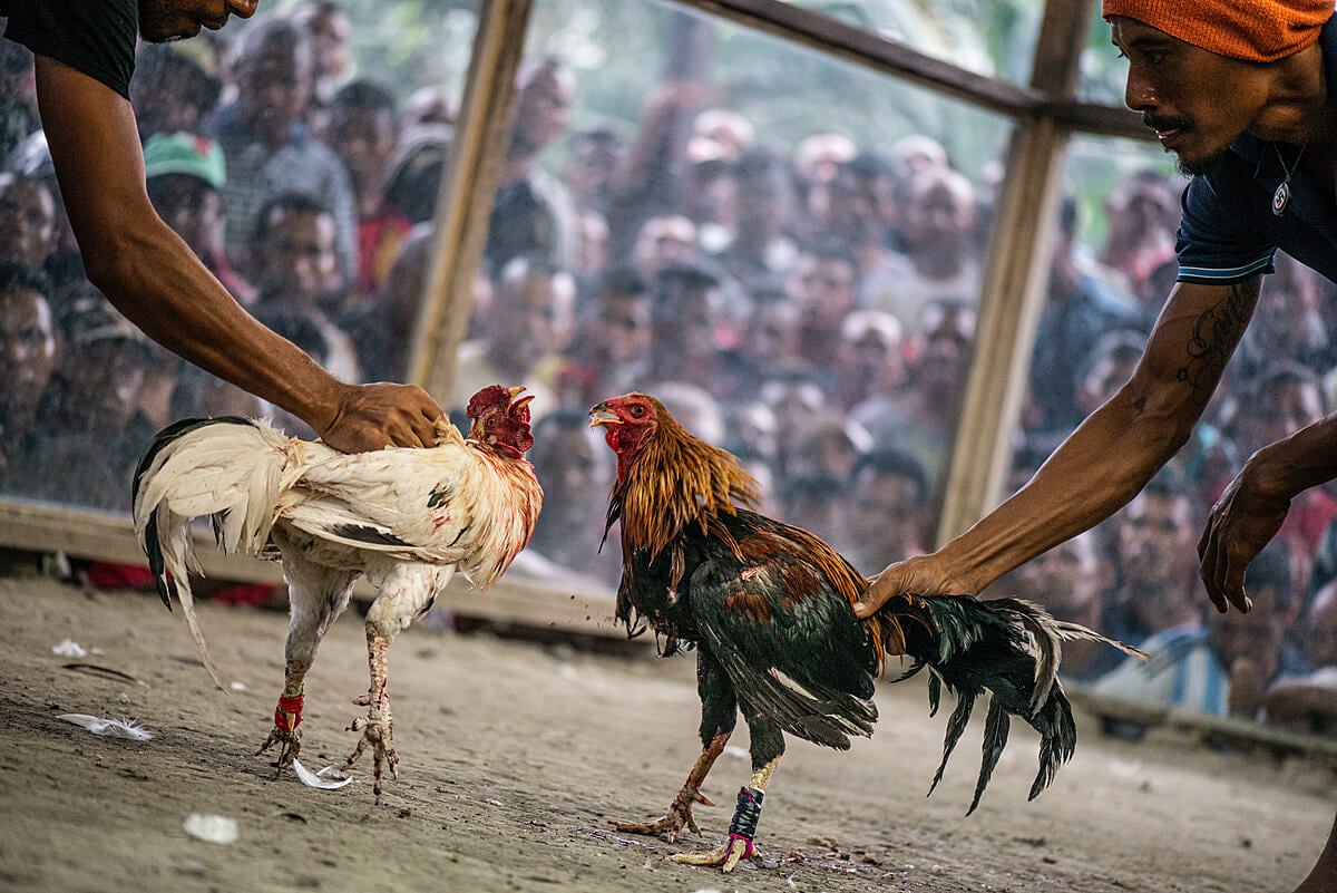 Begini Cara Aman Untuk Pisahkan Ayam Aduan Saat Bertarung