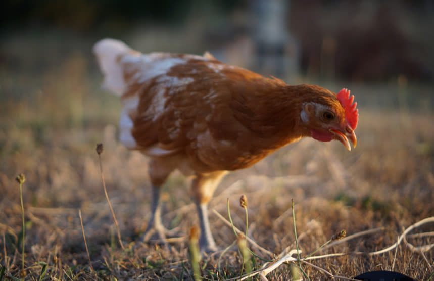 Pengaruh Besar Dalam Berapa Lama Umur Ayam Jago