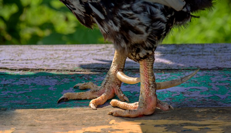 3 Metode Untuk Melepas Taji Ayam Dan Membersihkannya