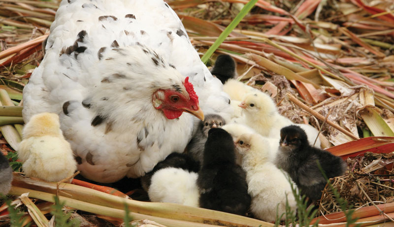 Persiapan Menetaskan Telur Ayam: Panduan Step-by-Step