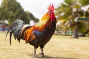 Ras Sabung Ayam Taiwan Sangat Mirip Dengan Ayam Shamo