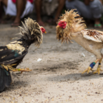 Apa Cara Mudah Menang Di Sabung Ayam Online Dan Offline