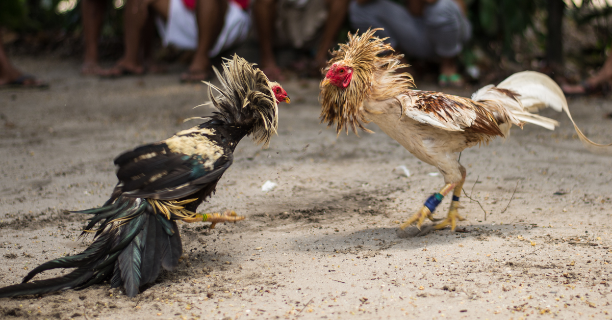 Apa Cara Mudah Menang Di Sabung Ayam Online Dan Offline