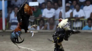 Menjaga Kondisi Ayam Jago Dan Tingkatkan Mental Bertarung