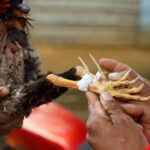 Hal Kegunaan Terpenting Taji Sabung Ayam