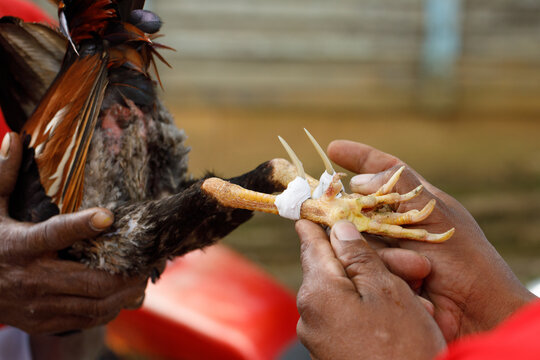 Hal Kegunaan Terpenting Taji Sabung Ayam