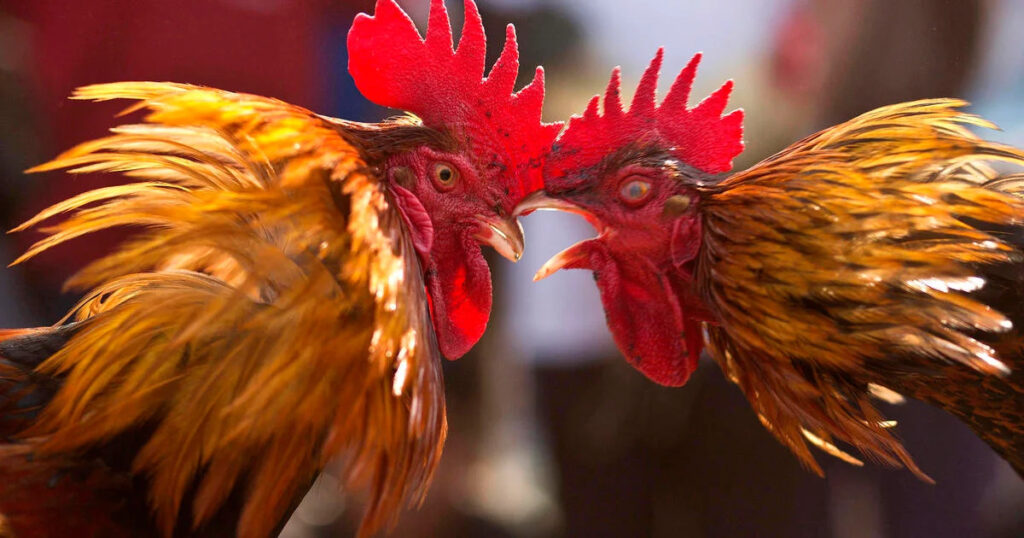 Cara Mudah Untuk Sukses Berhasil Beternak Ayam Jago