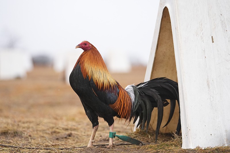 Etis Dalam Pembibitan dan Pelatihan Ayam Petarung