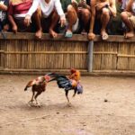 5 Teknik Kawin Silang Ayam Jago Agar Lebih Kuat