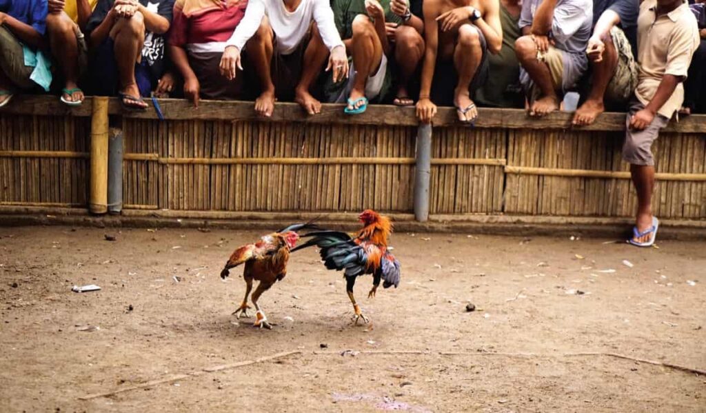 5 Teknik Kawin Silang Ayam Jago Agar Lebih Kuat