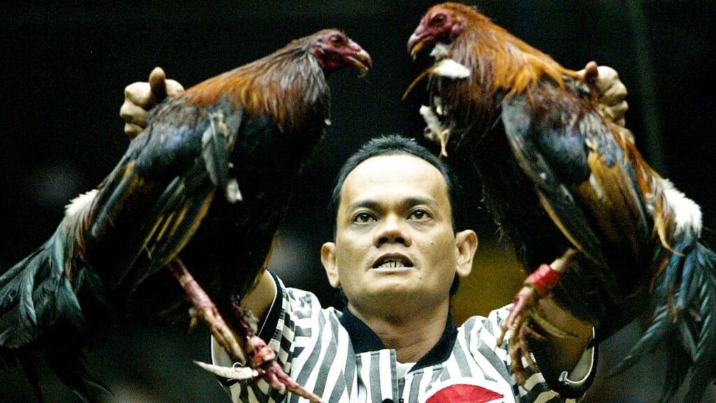 Pertandingan Sabung Ayam Terpopuler Dan Terbesar