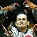 Pertandingan Sabung Ayam Terpopuler Dan Terbesar