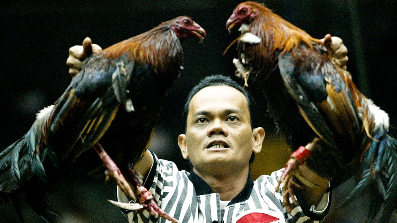 Pertandingan Sabung Ayam Terpopuler Dan Terbesar