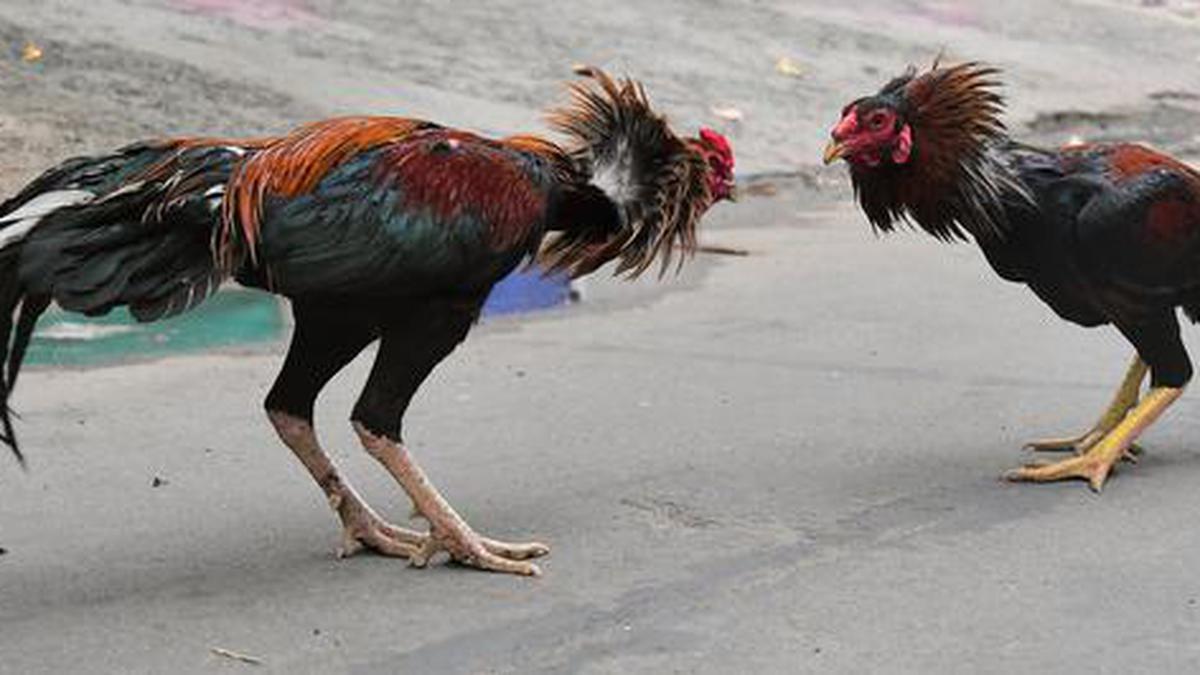 Ada Fakta Sabung Ayam Yang Belum Anda Ketahui