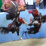 Tips Membuat Arena Sabung Ayam Bentukan Cincin