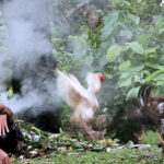 Simbolisme Dalam Ritual dan Tradisi Sabung Ayam