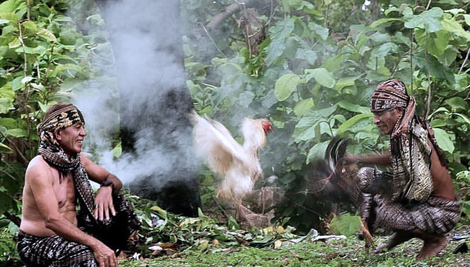 Simbolisme Dalam Ritual dan Tradisi Sabung Ayam